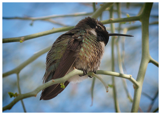  Humming-bird