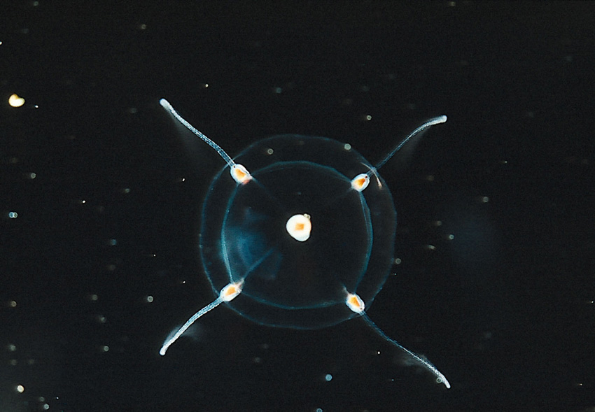  space
