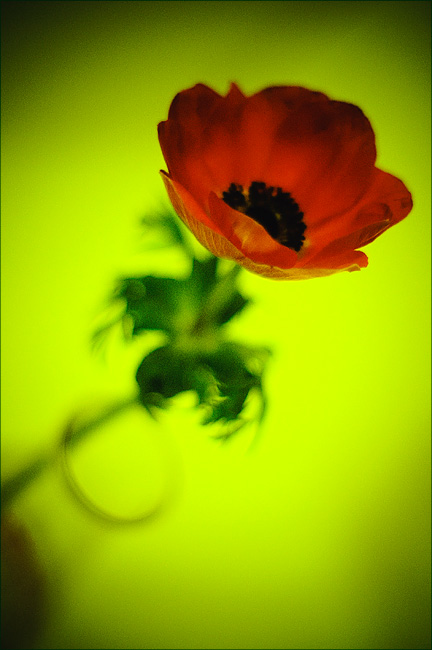  anemone