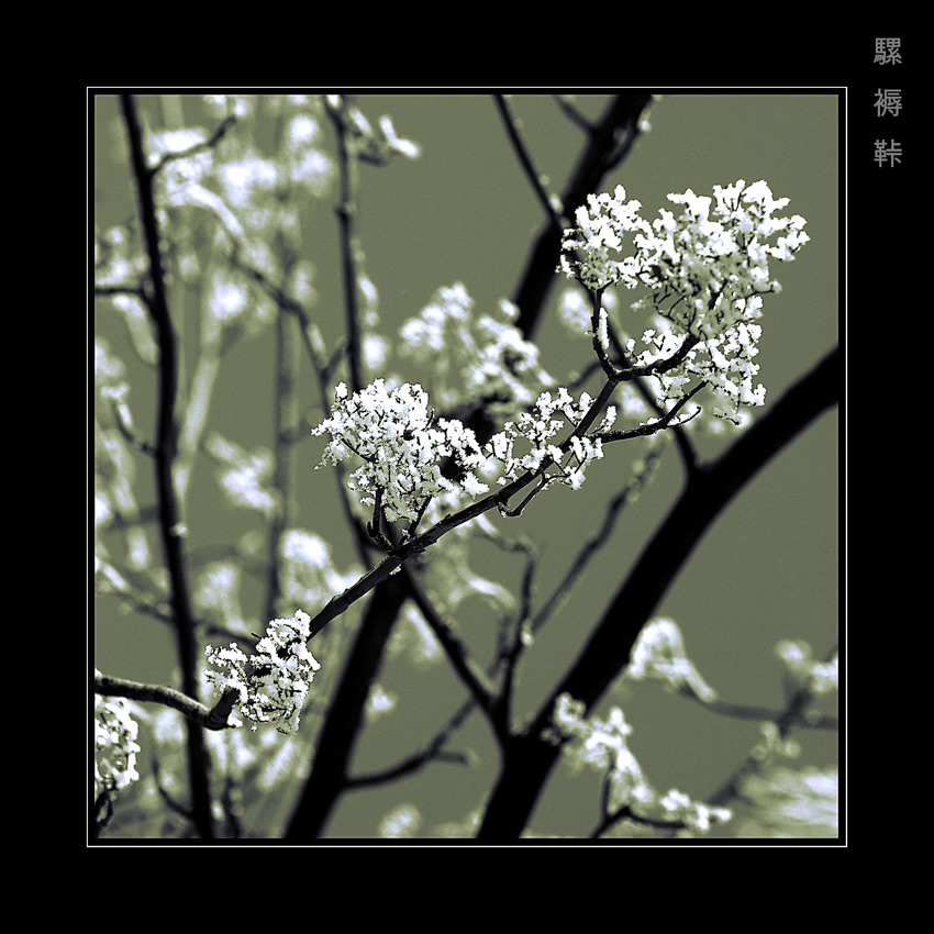  Sakura Winter
