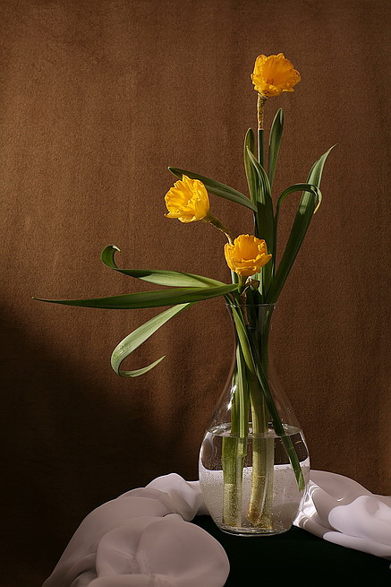  Narcissus No.1