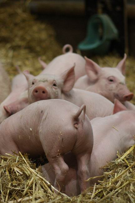  A pigs beauty