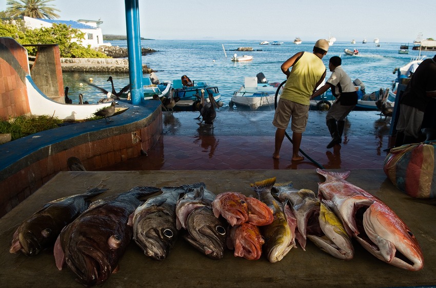  Mercado pescadero.