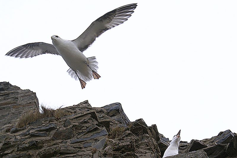  fly