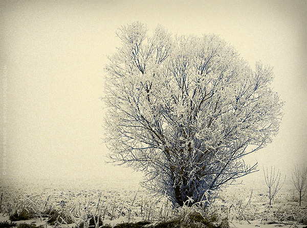   / Solitude