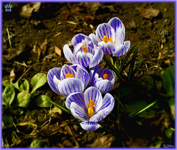  SPRING FLOWERS....