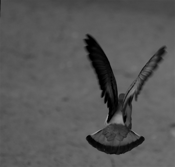  Fly away