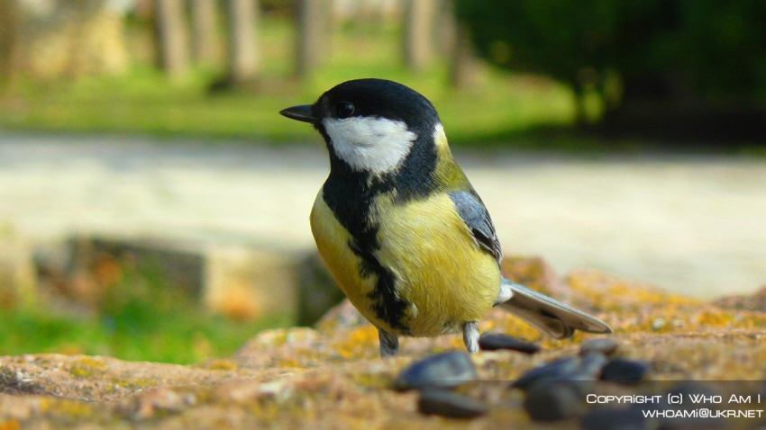  Bird