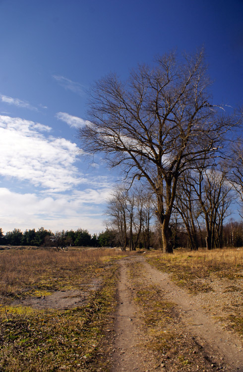  road of early spring