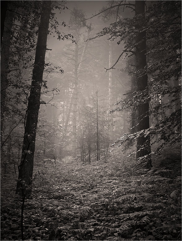  b/w