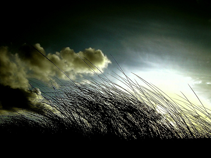  High Grass