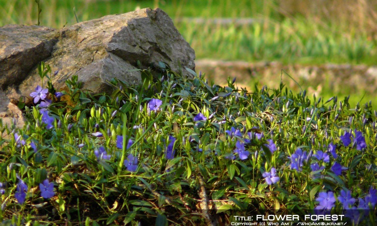  flower forest