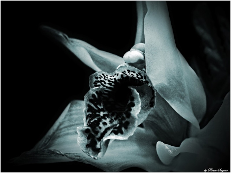  Velvet Orchid