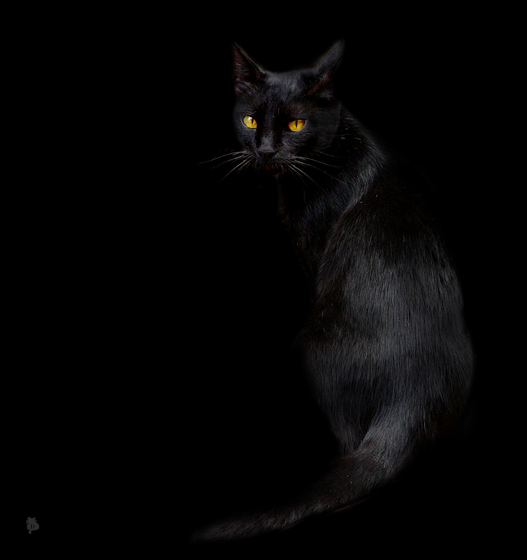  Black. Dark. Alone