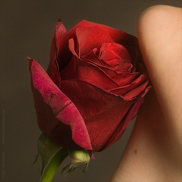   / Passing Rosebud (Composition I)