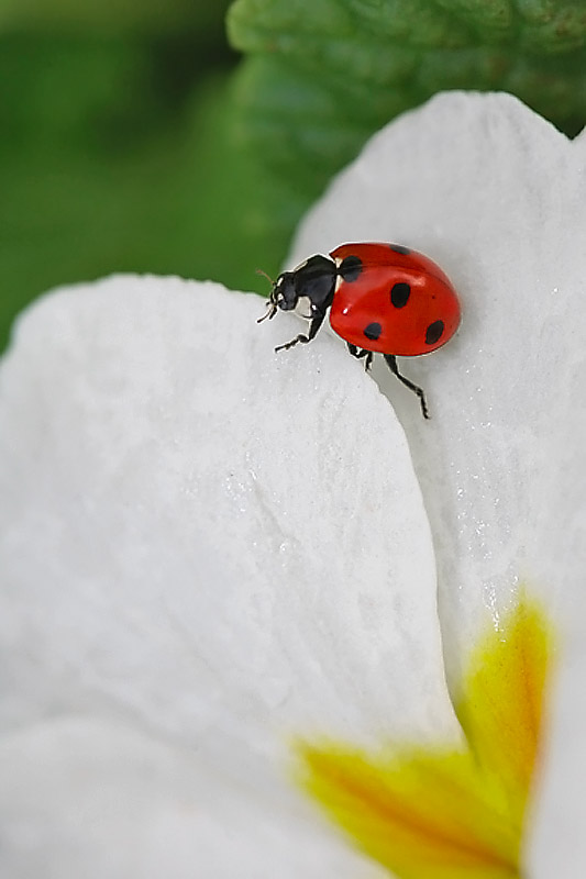  Ladybug
