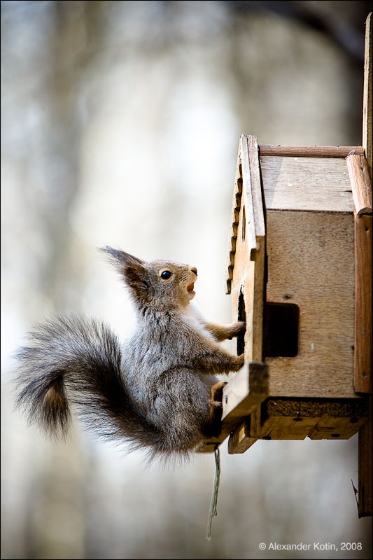 squirrel