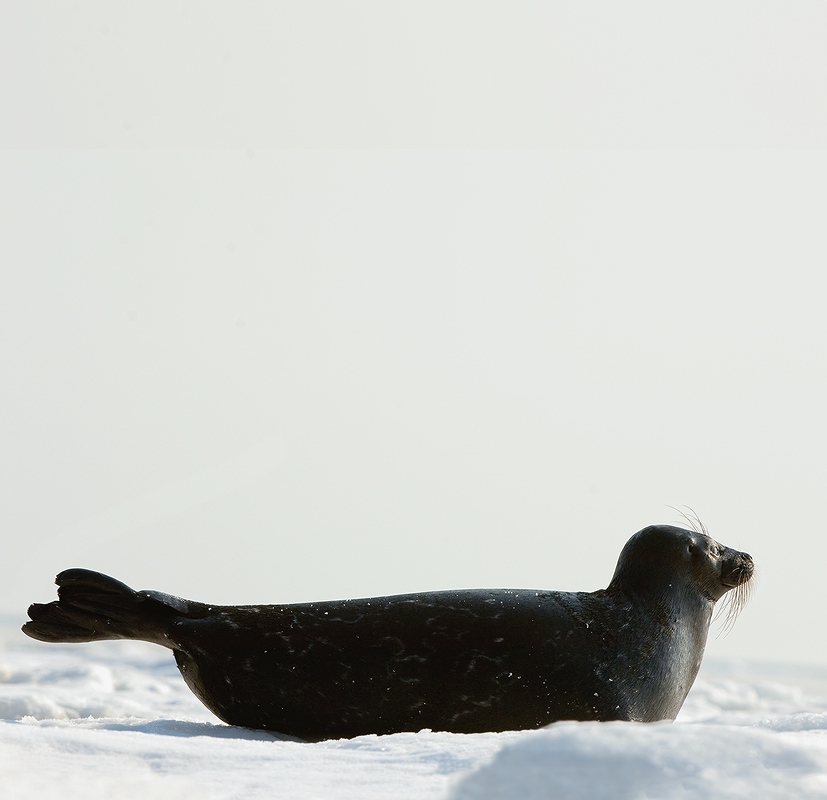   Phoca hispida