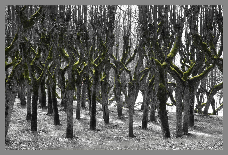      (  )