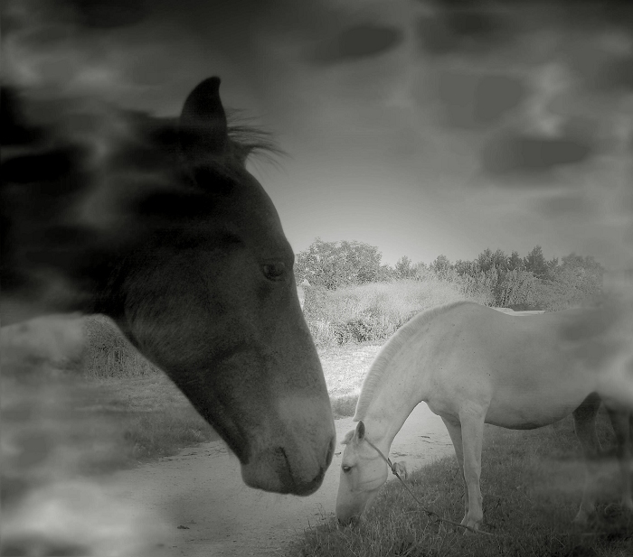  Horse in love