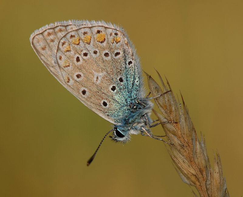 Lycaenidae