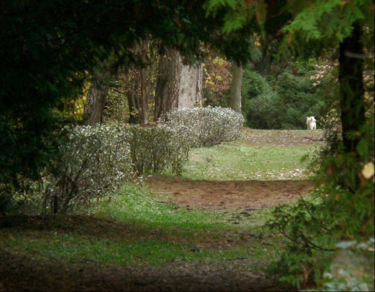  white-dog