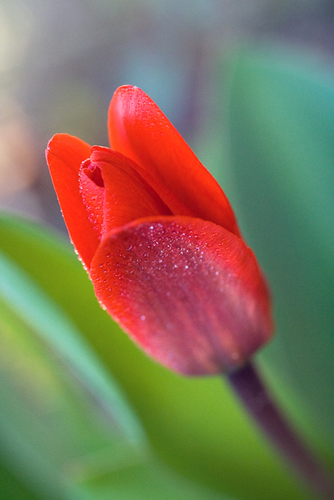  Tulip