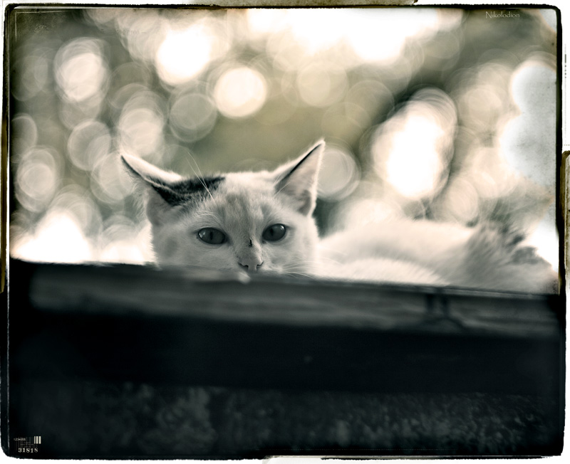 *past cat