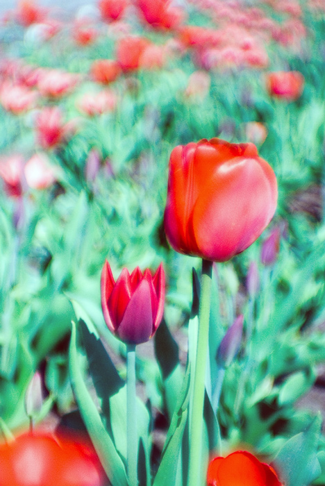  Tulip