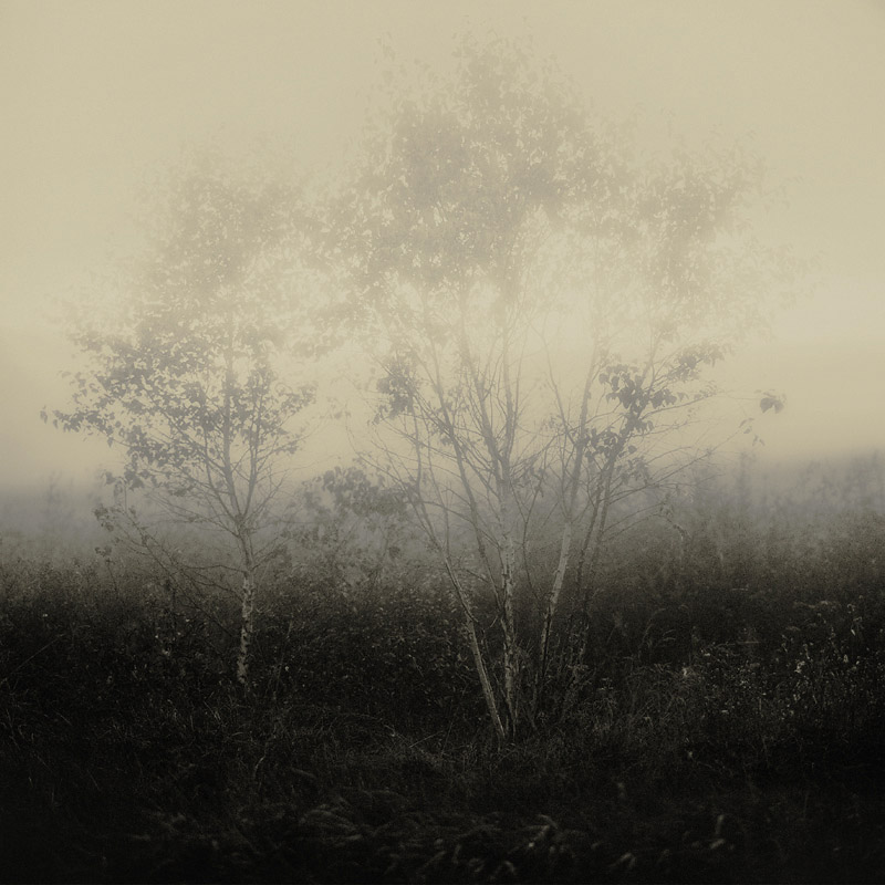  in a mist