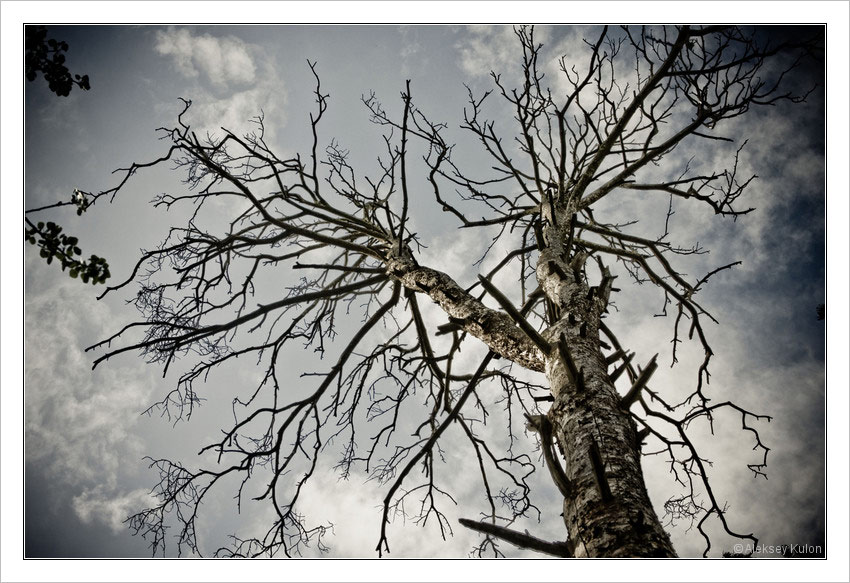  old tree