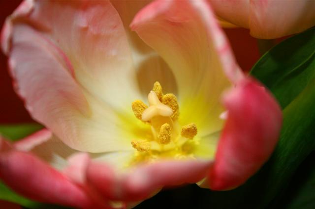  Lovely Tulip