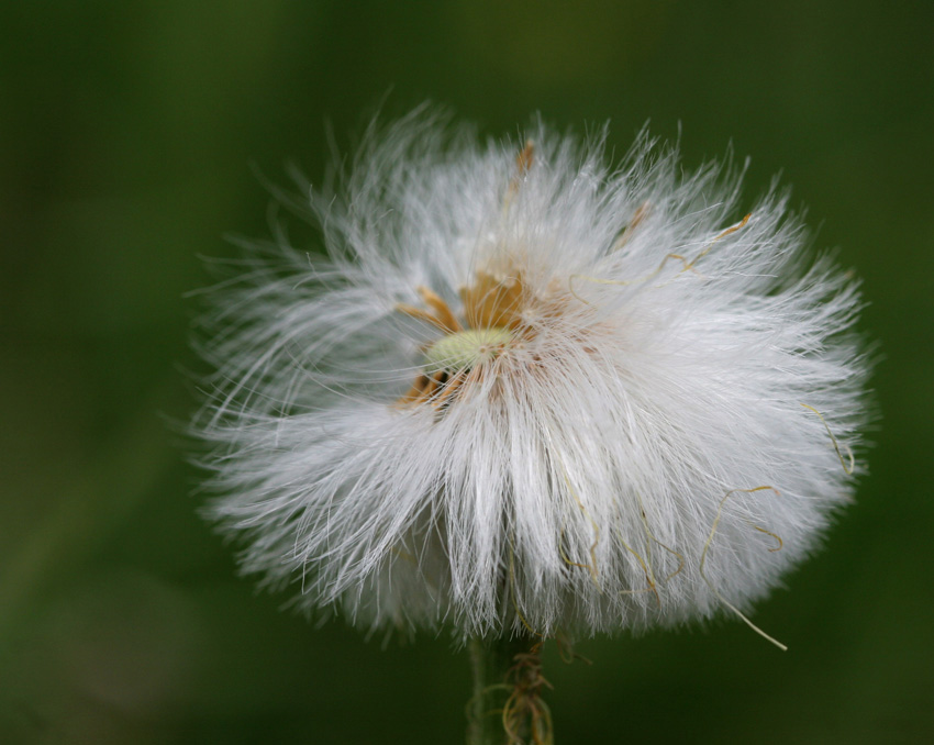  blondinka