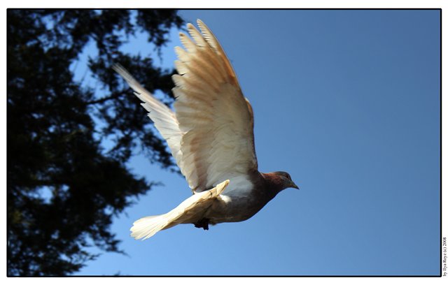  fly