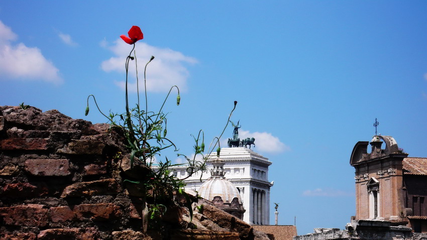  Roma
