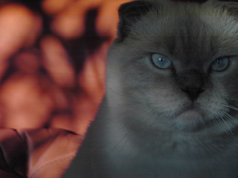  El gato mistico