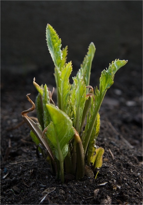  Armoracia rustcana ( )