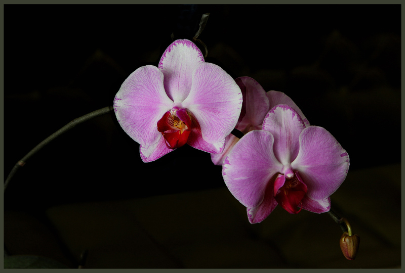  orchidea