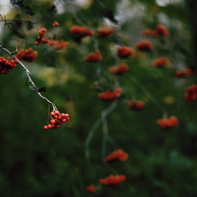  berries of bloody autumn