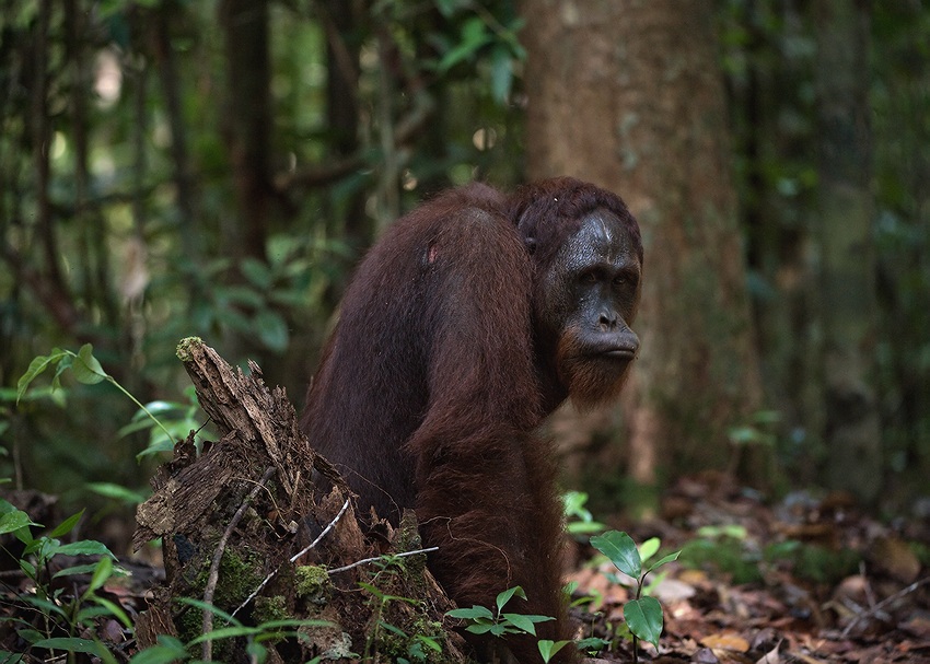  Orang hutan -  .