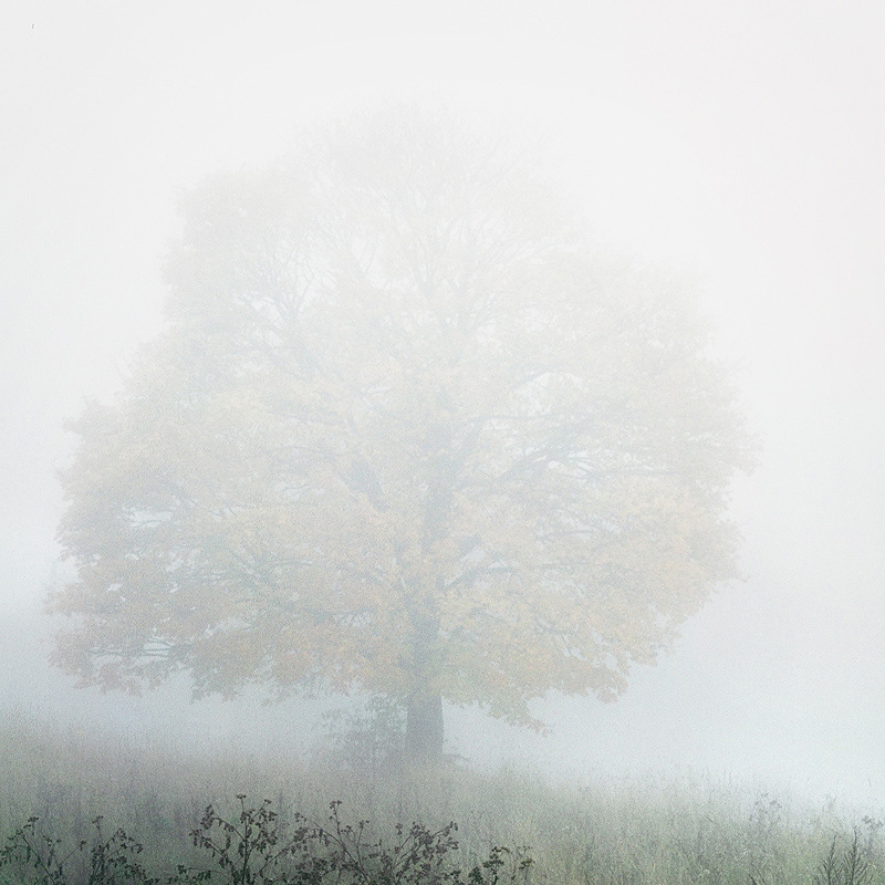  the maple tree and a mist