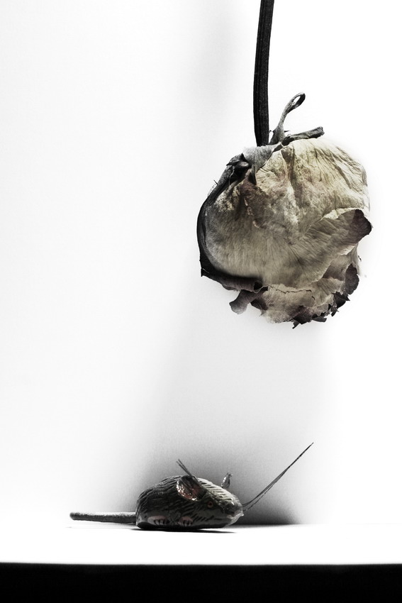  Rat Under The Dead Rose