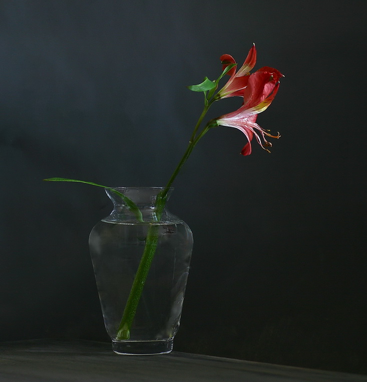  Alstroemeria No.1