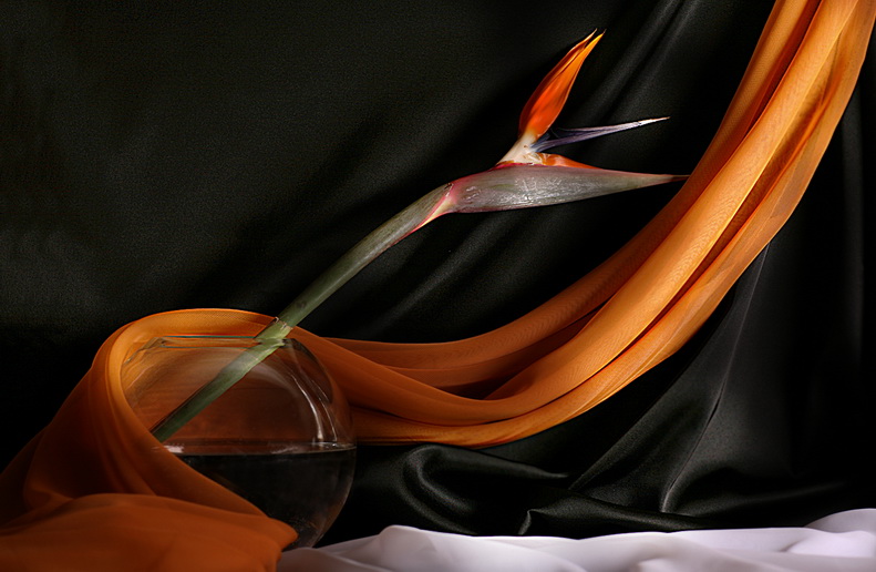  Strelitzia No.2