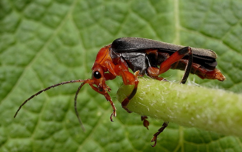  Coleoptera No.1