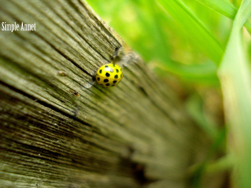  Ladybird