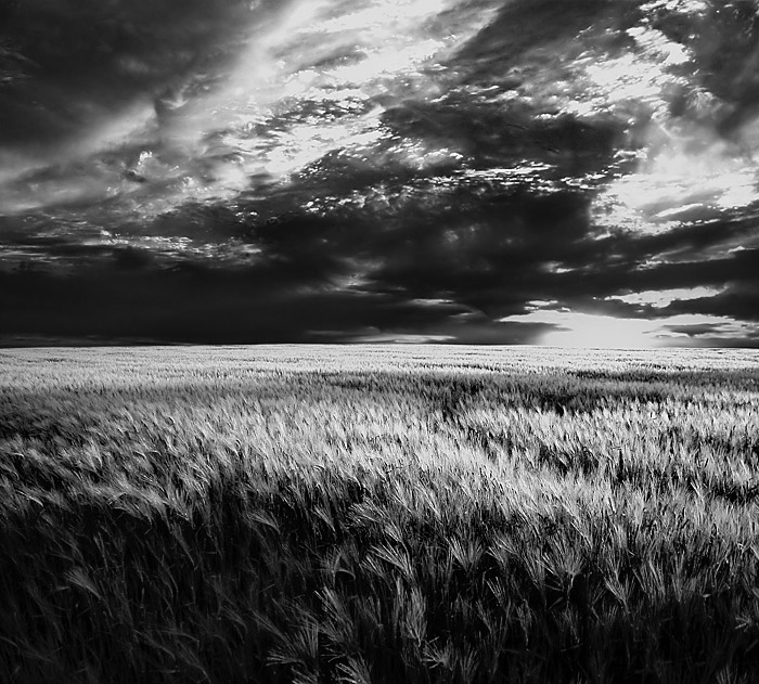  Wheat field B&W