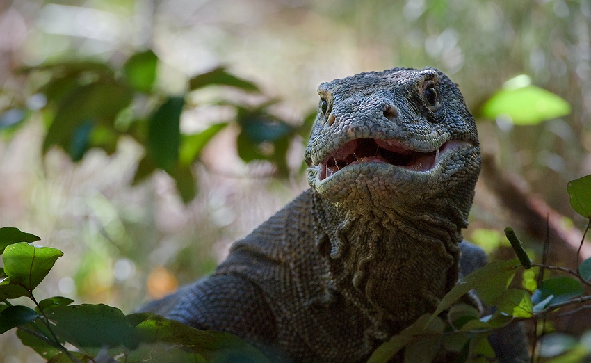  Varanus komodoensis