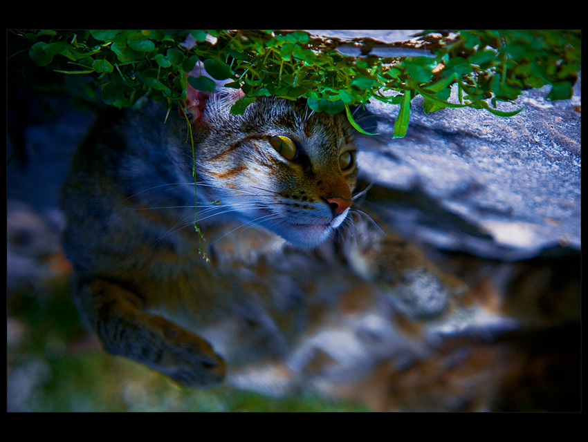  Cat Dreaming