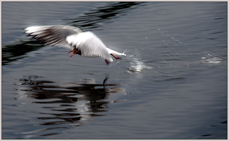  Hungry Duck!
